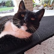 Home Owner wanting sitter in , Queensland