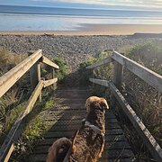 Home Owner wanting sitter in Devonport , Tasmania