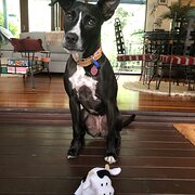 Home Owner wanting sitter in Brisbane, Queensland