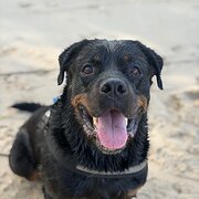 Home Owner wanting sitter in , Queensland