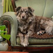Home Owner wanting sitter in ADELAIDE , South Australia