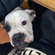 House Sitter - Bailey 