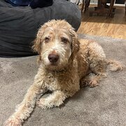 Home Owner wanting sitter in , New South Wales