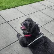 Home Owner wanting sitter in Craigieburn/Melbourne, Victoria