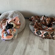 Home Owner wanting sitter in , Queensland