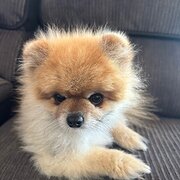 Home Owner wanting sitter in Brisbane , Queensland