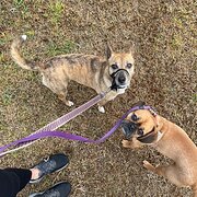 Home Owner wanting sitter in Melbourne, Victoria