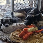 Home Owner wanting sitter in  Brisbane , Queensland