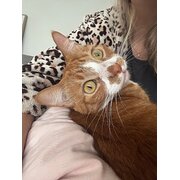 Home Owner wanting sitter in , New South Wales