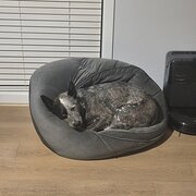 Home Owner wanting sitter in , Victoria
