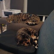 Home Owner wanting sitter in Brisbane, Queensland