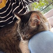 Home Owner wanting sitter in Brisbane, Queensland