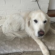 Home Owner wanting sitter in , Victoria