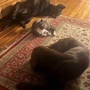 Home Owner wanting sitter in Brisbane, Queensland