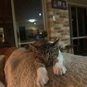 Home Owner wanting sitter in Brisbane, Queensland
