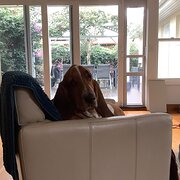 Home Owner wanting sitter in , Victoria
