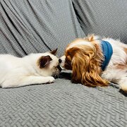 Home Owner wanting sitter in , Queensland