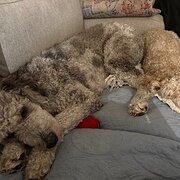 Home Owner wanting sitter in , New South Wales