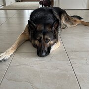 Home Owner wanting sitter in Townsville, Queensland