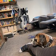 Home Owner wanting sitter in , Victoria