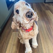 Home Owner wanting sitter in Brisbane, Queensland