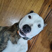 Home Owner wanting sitter in , Western Australia