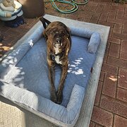 Home Owner wanting sitter in , Western Australia