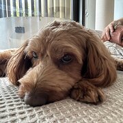 House Sitter - Respectful & reliable home/pet sitter