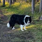 Home Owner wanting sitter in Newcastle, New South Wales