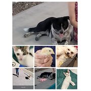 House Sitter - Early retired couple animal garden lover