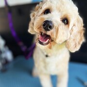 Home Owner wanting sitter in , New South Wales