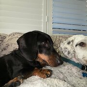 Home Owner wanting sitter in Newcastle , New South Wales