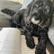 Home Owner wanting sitter in , New South Wales