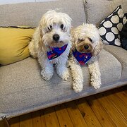 Home Owner wanting sitter in , New South Wales