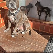 Home Owner wanting sitter in , Victoria