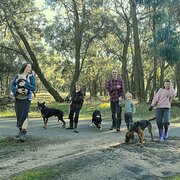 House Sitter - Clean living family