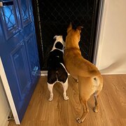 Home Owner wanting sitter in Brisbane, Queensland