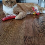 Home Owner wanting sitter in , Queensland