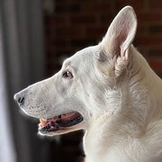 Home Owner wanting sitter in , Victoria