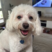 Home Owner wanting sitter in Adelaide , South Australia