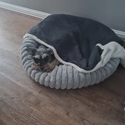 Home Owner wanting sitter in Perth, Western Australia
