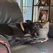 Home Owner wanting sitter in Mt Barker Adelaidr, South Australia