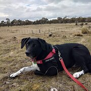 Home Owner wanting sitter in Hobart, Tasmania