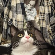 Home Owner wanting sitter in , Victoria