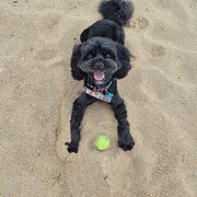 Home Owner wanting sitter in Melbourne, Victoria