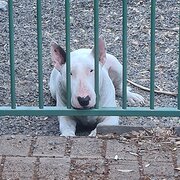 Home Owner wanting sitter in , New South Wales