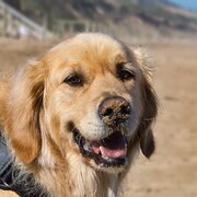 Home Owner wanting sitter in Geelong, Victoria