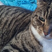 Home Owner wanting sitter in , New South Wales
