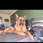 Home Owner wanting sitter in Broadmarsh, Tasmania