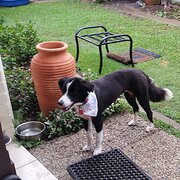 Home Owner wanting sitter in Bribie Island:  Brisbane, Queensland